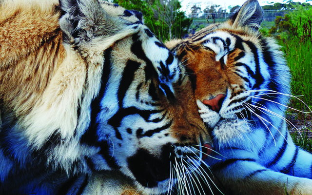 Love : Bella & Raise